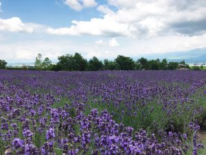 北海道・富良野 ラベンダー