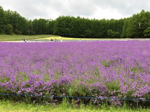 その他のラベンダー写真