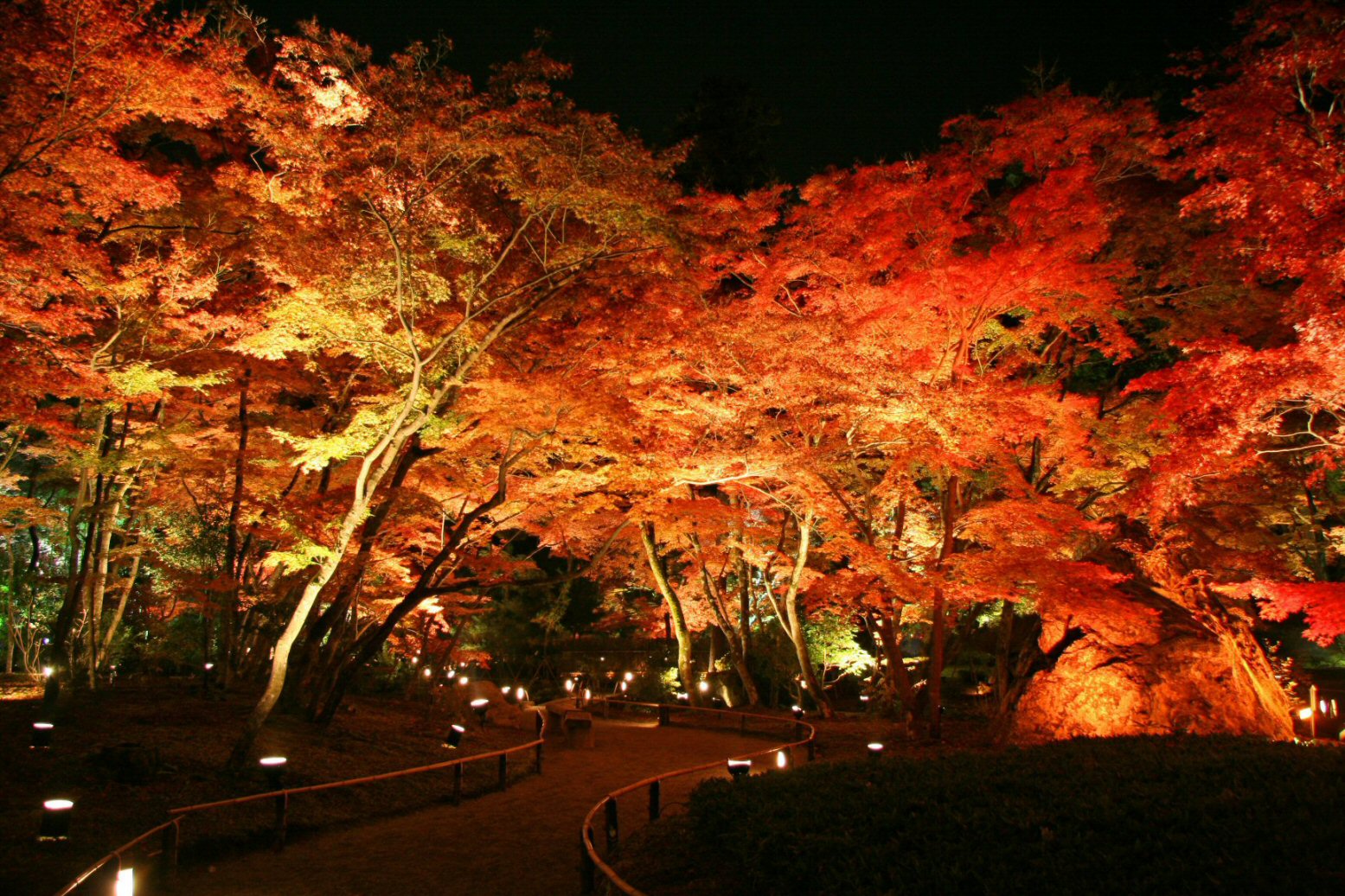 宝厳院 ライトアップの様子