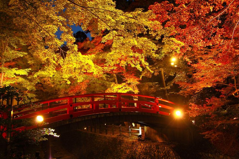 京都 北野天満宮 もみじ苑 夜間ライトアップの様子